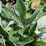 Pilosella officinarum leaf picture by Alain Lagrave (cc-by-sa)