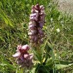 Himantoglossum robertianum flower picture by Adrien Servières (cc-by-sa)