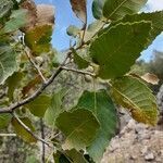 Quercus brantii habit picture by M. Hedayat (cc-by-sa)