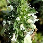 Stachys ocymastrum flower picture by Maarten Vanhove (cc-by-sa)