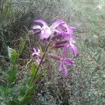 Hesperis laciniata habit picture by Nicolas Bazin (cc-by-sa)