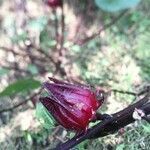 Hibiscus sabdariffa fruit picture by richard richard alglave (cc-by-sa)