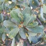 Quercus engelmannii leaf picture by Matthew DreamsOfBunnies (cc-by-sa)