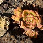 Aeonium lancerottense leaf picture by Carlos Villasante (cc-by-sa)
