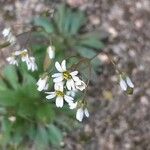 Draba verna flower picture by Filip Arndt (cc-by-sa)