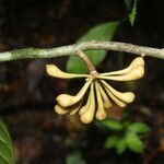 Anaxagorea phaeocarpa fruit picture by Nelson Zamora Villalobos (cc-by-nc)