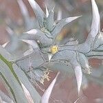 Cornulaca aucheri flower picture by M. Hedayat (cc-by-sa)