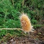 Dipsacus fullonum fruit picture by Jorge (cc-by-sa)
