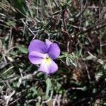 Viola corsica flower picture by beurny (cc-by-sa)