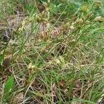 Carex arenaria habit picture by Stéphan PLAS (cc-by-sa)