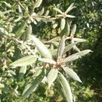 Quercus ilex leaf picture by Valeria R (cc-by-sa)