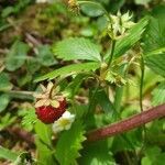 Fragaria vesca fruit picture by Roelinka Heij (cc-by-sa)