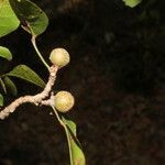 Trichilia trifolia fruit picture by Nelson Zamora Villalobos (cc-by-nc)
