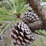 Pinus rigida fruit picture by I Birn (cc-by-sa)