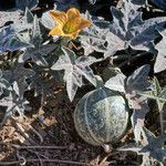 Cucurbita palmata fruit picture by Martin Bishop (cc-by-sa)