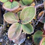 Gaultheria erecta leaf picture by Fabien Anthelme (cc-by-sa)