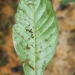 Capirona decorticans leaf picture by R. Tournebize (cc-by-sa)