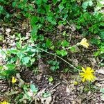 Hieracium glaucinum habit picture by Alain Bigou (cc-by-sa)