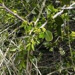 Rhamnus lycioides flower picture by JLBM JLBM (cc-by-sa)