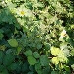 Potentilla recta habit picture by Frank Leman (cc-by-sa)