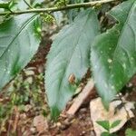 Erythrococca bongensis leaf picture by susan brown (cc-by-sa)