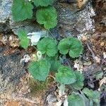 Asarina procumbens habit picture by Bernard Andrieu (cc-by-sa)