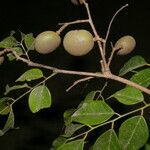 Dialium guianense fruit picture by Nelson Zamora Villalobos (cc-by-nc)