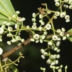 Miconia variabilis fruit picture by Nelson Zamora Villalobos (cc-by-nc)