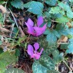 Cyclamen purpurascens habit picture by Lennaert Steen (cc-by-sa)