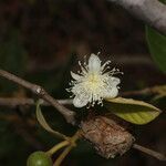 Psidium guineense fruit picture by Nelson Zamora Villalobos (cc-by-nc)