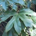 Tetrapanax papyrifer leaf picture by Sam Scarfone (cc-by-sa)