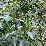 Solanum aviculare leaf picture by xiaolin huo (cc-by-sa)