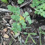 Thalictrum tuberosum leaf picture by Llandrich anna (cc-by-sa)