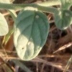 Heliotropium europaeum leaf picture by christophe gorla (cc-by-sa)