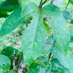 Passiflora platyloba leaf picture by Maria Laura Pizarro (cc-by-sa)