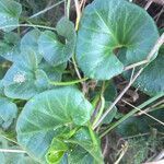 Calystegia soldanella leaf picture by christine Lesca Maillard (cc-by-sa)