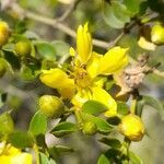 Larrea divaricata flower picture by Trap Hers (cc-by-sa)