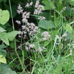 Dactylis glomerata habit picture by Martin Bishop (cc-by-sa)