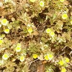 Oxalis frutescens habit picture by Nelson Zamora Villalobos (cc-by-nc)