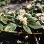 Alternanthera paronychioides flower picture by arlas (cc-by-sa)