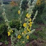 Verbascum sinaiticum flower picture by susan brown (cc-by-sa)