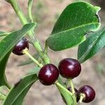 Ilex canariensis fruit picture by cuevas jesus (cc-by-sa)