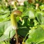Arisarum vulgare flower picture by Sebastià Benejam (cc-by-sa)