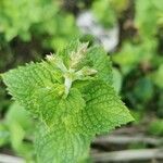 Mentha x villosa leaf picture by Stefan Brandt (cc-by-sa)