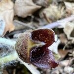 Asarum europaeum flower picture by Patrice Bracquart (cc-by-sa)