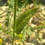 Crepis pulchra leaf picture by bas yves (cc-by-sa)