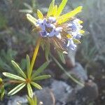 Asperula arvensis flower picture by Jean-Marie Frenoux (cc-by-sa)