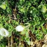 Arenaria ciliata leaf picture by Jani Zadrgal (cc-by-sa)