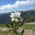 Arabis ciliata fruit picture by Llandrich anna (cc-by-sa)