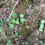 Arisarum vulgare habit picture by Patrice Nodet (cc-by-sa)